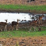 Tadoba Tour From Nagpur 2N/3D ( 2N Tadoba National Park )